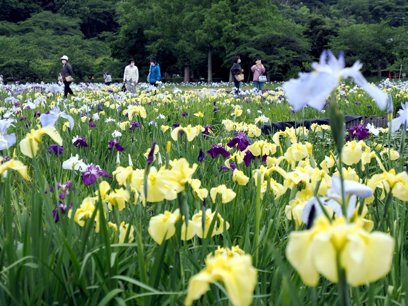 色とりどりに咲き誇るハナショウブ＝袖ケ浦市