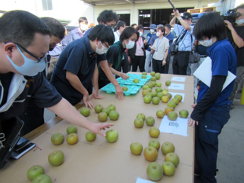 ６月被災「市川の梨」　農家救済へ「雹（ひょう）」等級　傷あり味は「太鼓判」