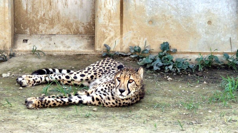 来月７日に岩手サファリパークへ移動するクレア(千葉市動物公園提供)