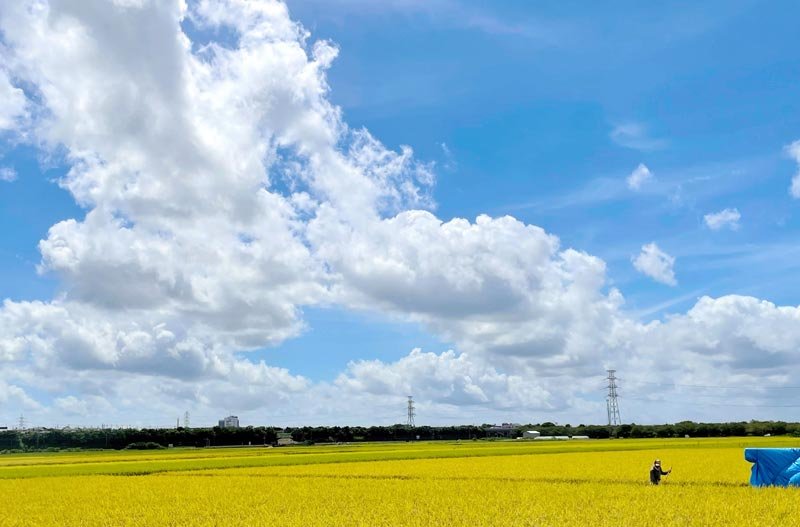 いよいよ９月。広がる夏空の青に、黄金色に実る稲穂のじゅうたんが映える。まだ厳しい残暑が続くが、農家は本格的な稲刈りシーズンへ向け準備に余念がない＝３１日、市原市内