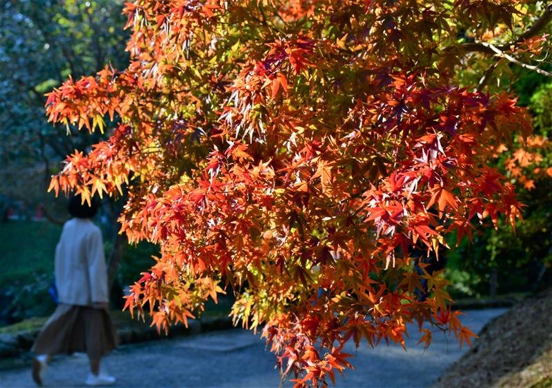 成田山公園で少しずつ色づき始めたモミジ
