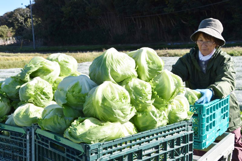 本格的な出荷シーズンを迎え、次々と収穫されていく「かんべレタス」＝２０日、館山市