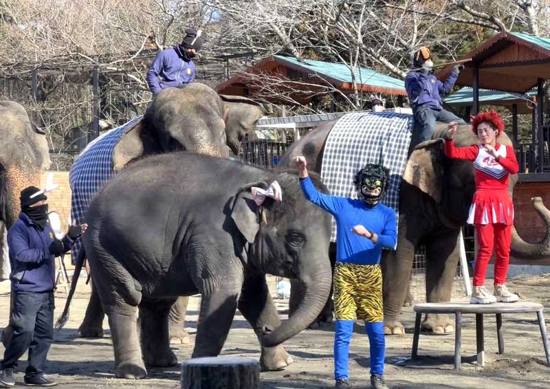 ゾウさんと鬼退治　節分「豆まき」　きつねダンスで福招きも　市原ぞうの国