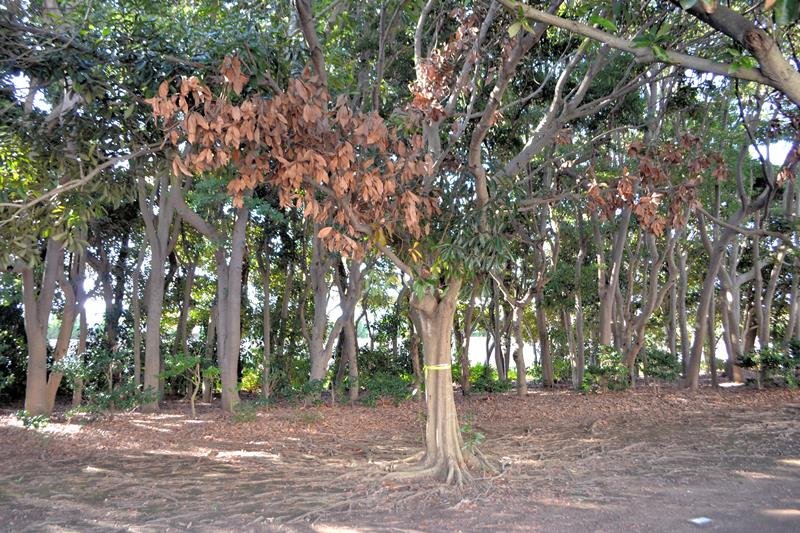ナラ枯れの被害にあった木。葉が茶色に変色している＝千葉市美浜区の袖ケ浦第４緑地
