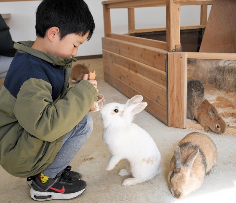 寄ってくるウサギと楽しそうに遊ぶ子ども＝成田市の成田ゆめ牧場
