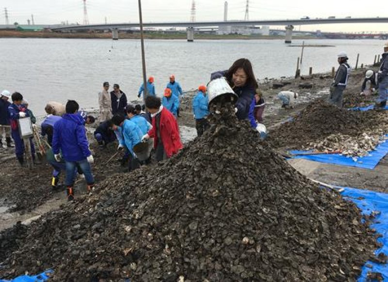 護岸を埋め尽くすカキ殻…　全国初、投棄禁止条例を制定へ　市川市、罰則も　江戸川放水路