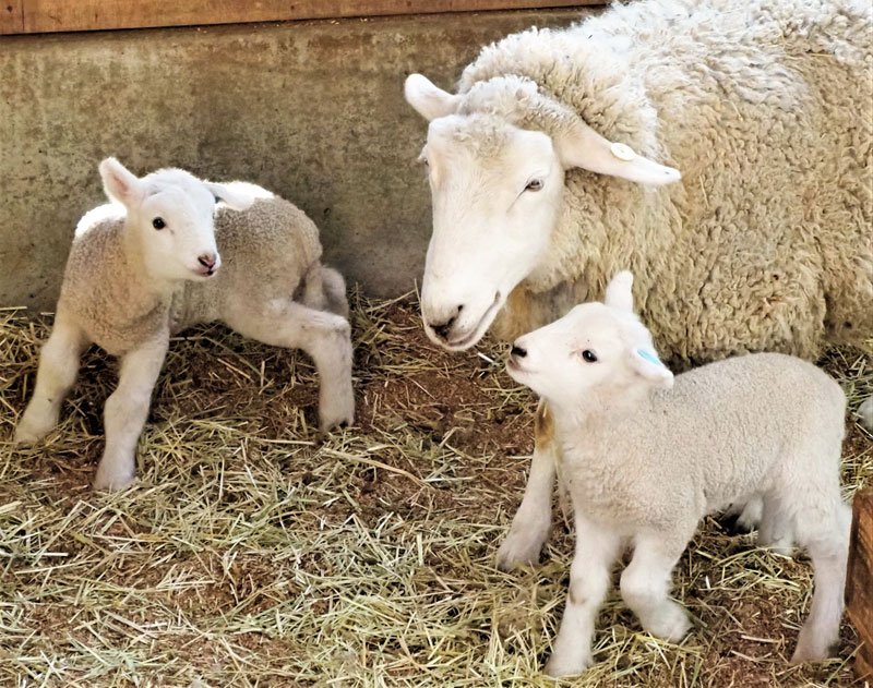出産シーズンを迎え、飼育舎の中で仲良く過ごすヒツジの親子＝富津市

