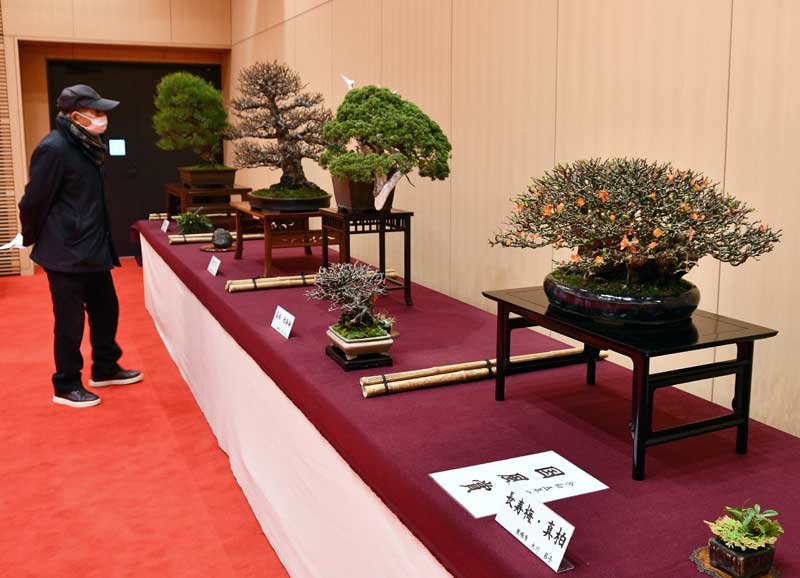 香取神宮で行われている奉納盆栽展＝２３日、香取市