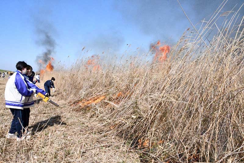 希少野鳥の生息地、「ヨシ焼き」で環境改善　利根川下流域、東庄中生徒も参加