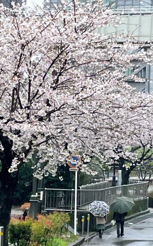 千葉県内多くの地域で桜が見頃を迎えたが、あいにくの冷たい雨。それでも傘を差して花を楽しむ人の姿が見られた＝２６日、千葉市で