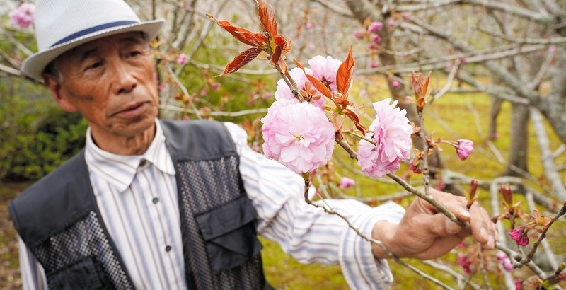 花が咲き始めた斎藤さん方の八重桜＝大多喜町小苗