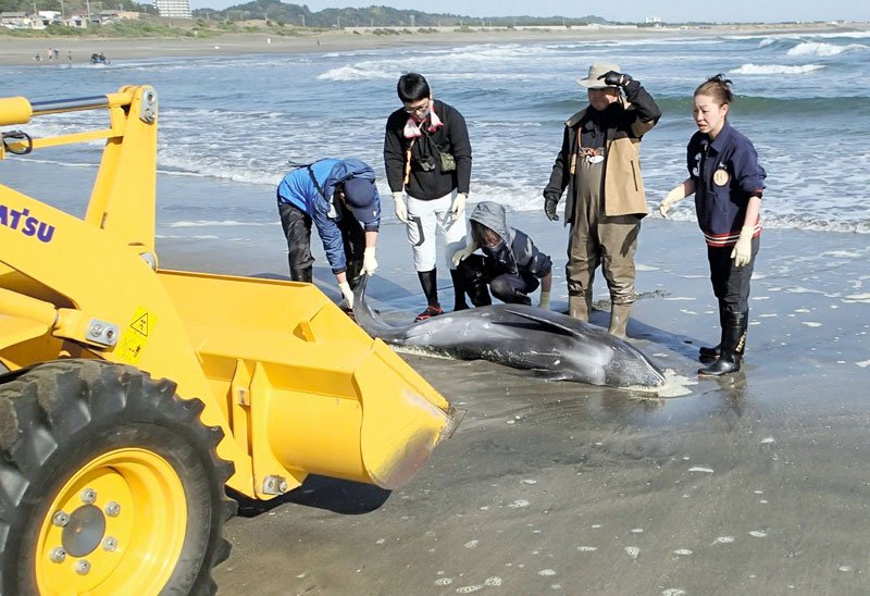 砂浜に打ち上げられ息絶えたイルカを学術調査のため回収する国立科学博物館職員ら＝４日午前８時１０分ごろ、いすみ市太東海岸