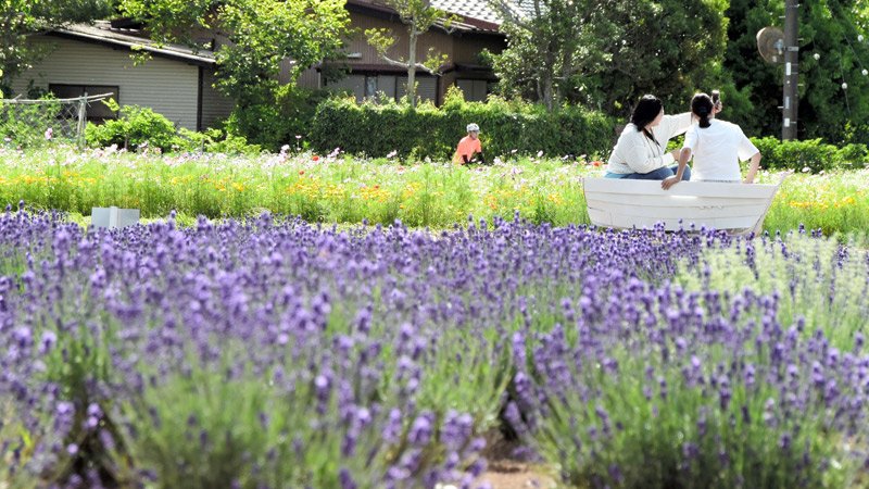 異なる品種が次々と見ごろを迎え、来園者を魅了している園内＝２４日、佐倉市