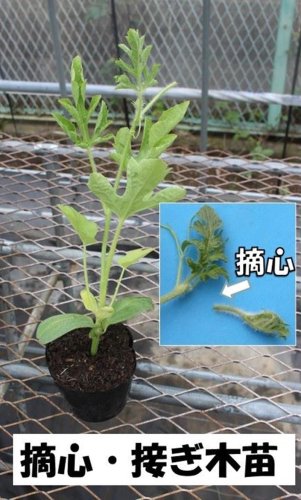 トンネルで作ろう　肥料は控えめに　スイカの作り方１　風間龍夫　【野菜レッスン】（１４１）