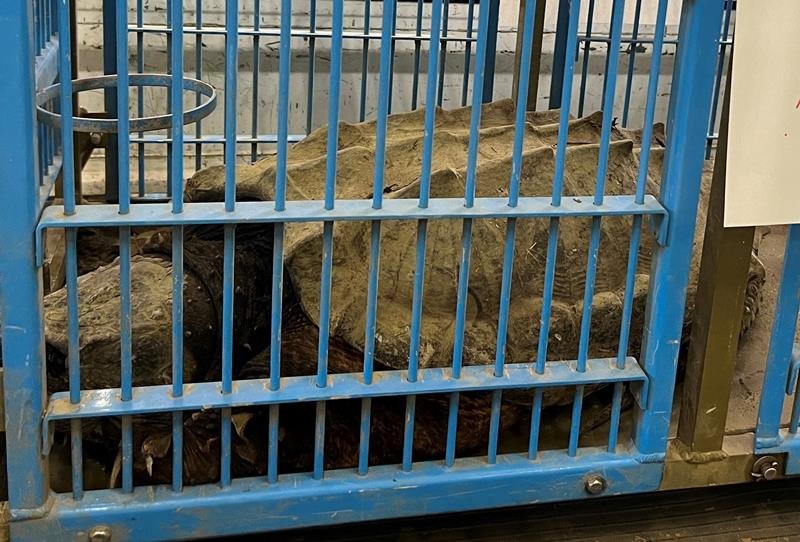 多古町常磐地区の用水路で捕獲されたワニガメ＝３１日、同町役場