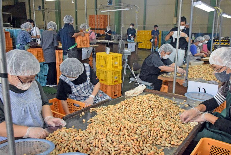 出荷に向けて落花生の選別作業を進める人たち＝１７日、銚子市