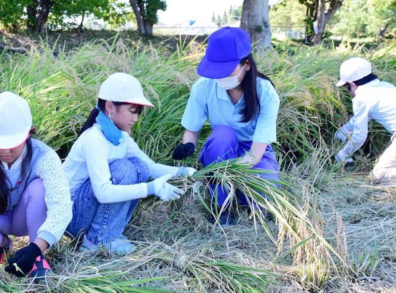 高校生から稲穂のまとめ方を教わる児童＝５日、茂原市の茂原樟陽高校