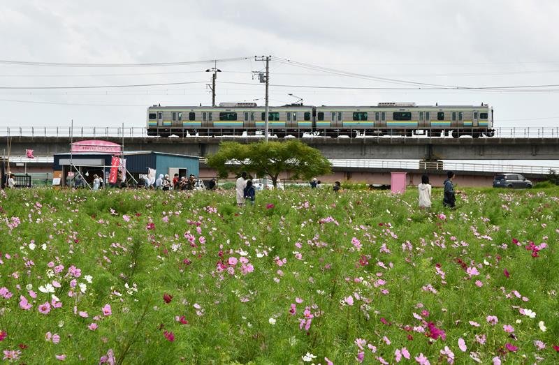 秋の恒例イベント「コスモスまつり」が開かれ、ＪＲ鹿島線の電車をバックに撮影したり、散策を楽しんだりする来場者＝２４日、香取市
