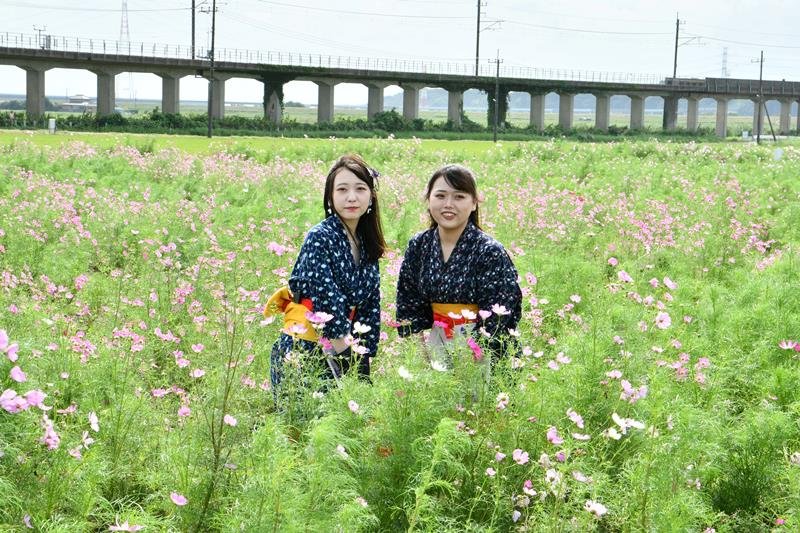 揺れるコスモス３００万本　香取、開花本番へ恒例まつり