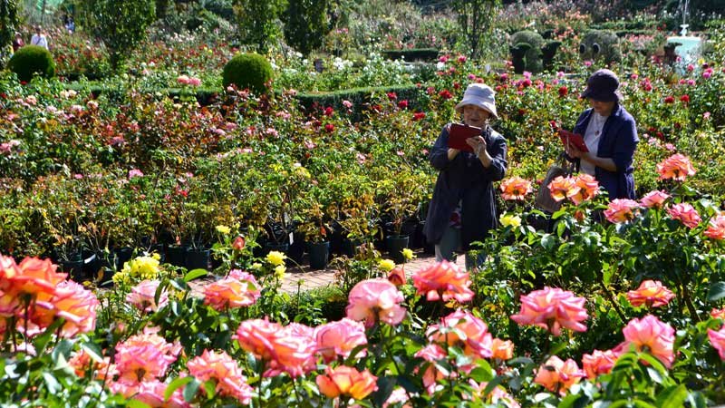 色とりどりの花が咲く園内を歩く人たち＝習志野市の谷津バラ園