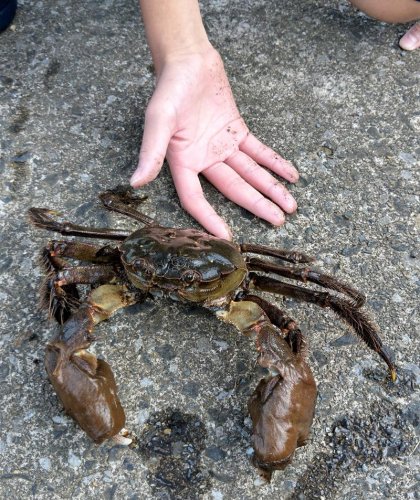 多様な川の生き物観察　「忘れぬよう」研究続け　芝山中２年・萩原颯介さん（１３）　【記録を残す　第３滑走路に変わる地区】（下）