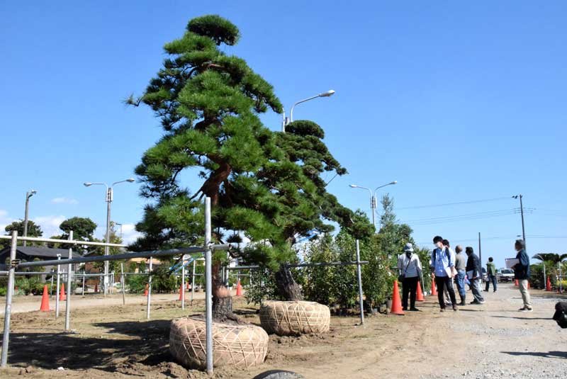 審査会で県内各地から出品された植木を見て回る審査員＝２７日、匝瑳市
