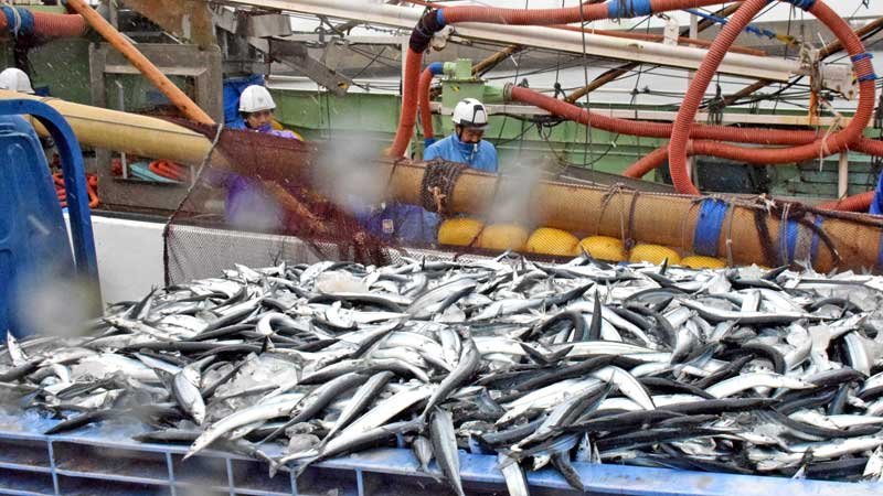 【動画あり】銚子漁港に待望のサンマ　今年初水揚げ、昨年はゼロ　燃料代高騰にため息も
