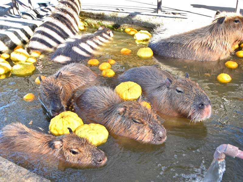 ゆず湯に肩まで漬かり、気持ちよさそうな表情のカピバラたち＝２２日、館山市