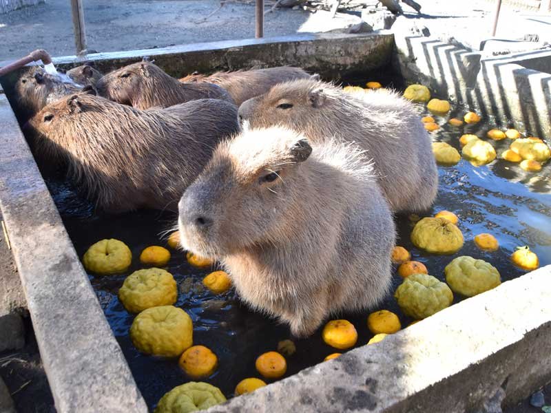 いい気持ち　カピバラゆず湯　冬至に館山・アロハガーデン