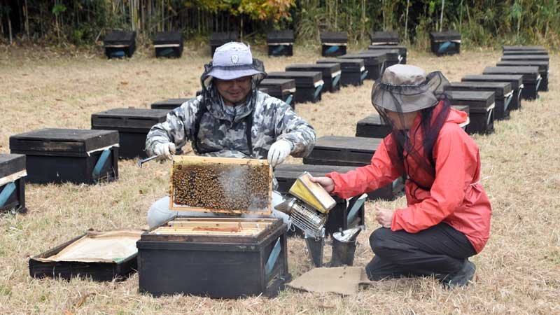 越冬に来たミツバチの状態を確認する小森さん（左）と尾形社長＝５日、南房総市