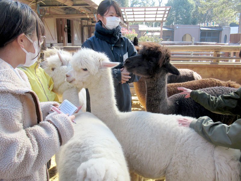 ふわふわアルパカに餌やり　児童、飼育員の仕事体験　市川市動植物園