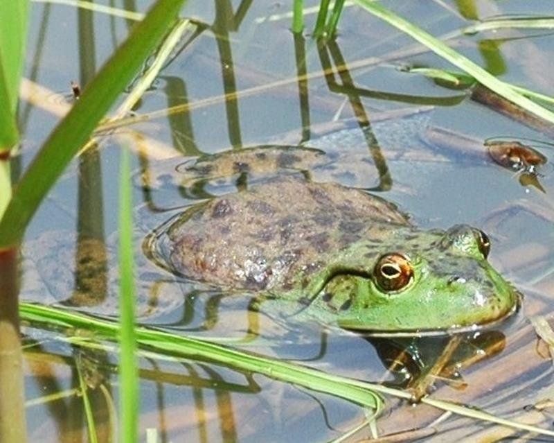 ウシガエル（食用ガエル）アカガエル科　体長はオスで平均１５・２センチ、メスで１６・２センチ。原産地はカナダ南部からメキシコ中部までの北米東部。国内分布は北海道、本州、四国、九州など（すべて人為分布）。特定外来生物＝２００６年４月２２日、木更津市（筆者撮影）
