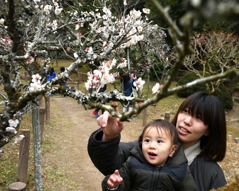 春の訪れ、梅が見頃　成田山公園　来園者、顔ほころばせ