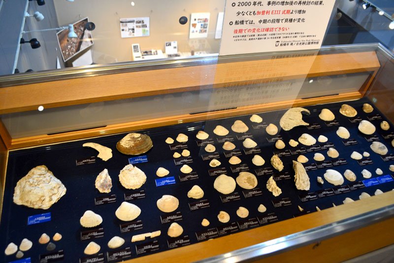 ハマグリ気候解く鍵に　学芸員「縄文に寒冷期」　船橋・飛ノ台史跡公園博物館　企画展で研究成果