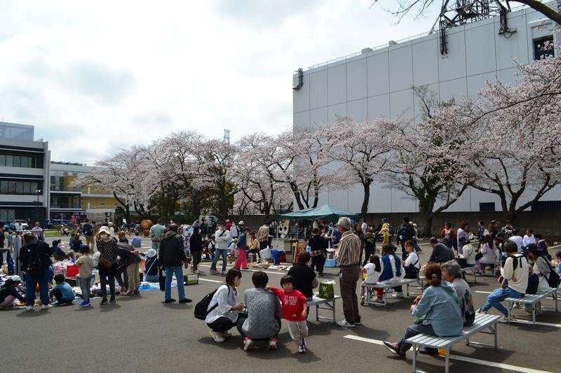 満開の桜を見ながら食事やフリーマーケットを楽しむ市民ら＝７日、白井市役所
