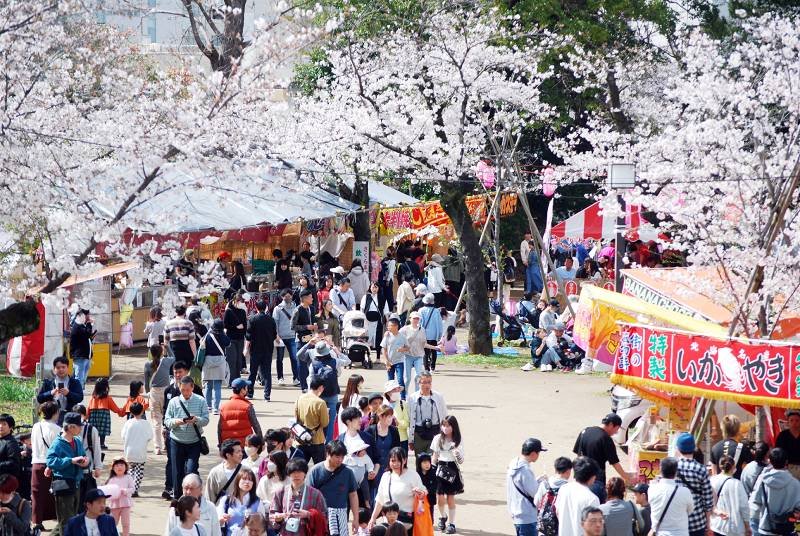 桜満開　亥鼻公園、春を満喫する人であふれる　千葉市
