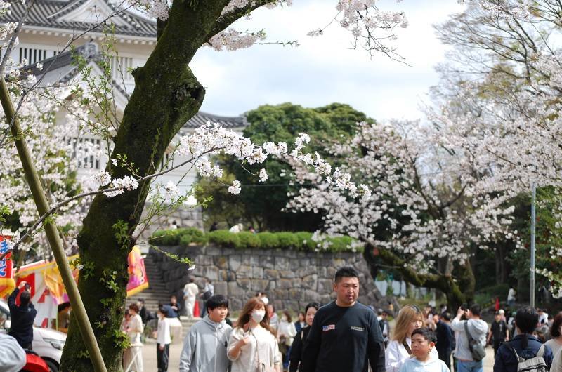 満開を迎えた亥鼻公園の桜。家族連れなど多くの人々でにぎわった＝７日、千葉市中央区
