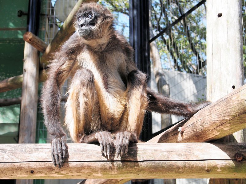 １９日に死んだジェフロイクモザルのライズ（千葉市動物公園提供）