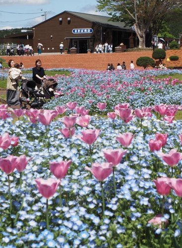 「花の谷」染める青　富津・マザー牧場にネモフィラ絶景　チューリップとの共演も