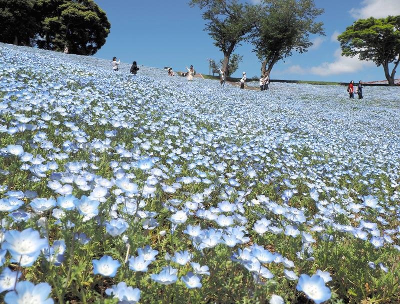 一面に広がるネモフィラの花畑。散策する来場者を青の絶景が癒やす＝２５日、富津市