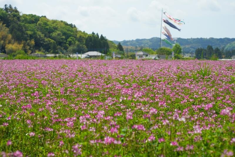 紅紫色に染まったレンゲ畑＝２６日、大多喜町下大多喜