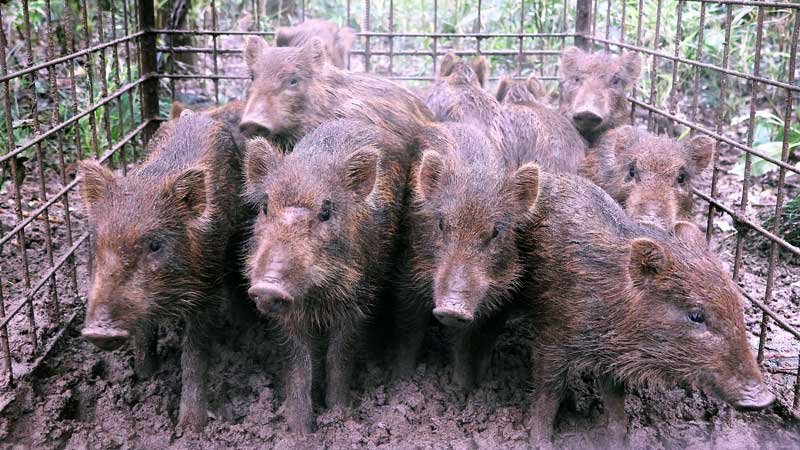 ２０２３年６月に千葉市若葉区で捕獲されたイノシシ（記事と直接関係ありません）