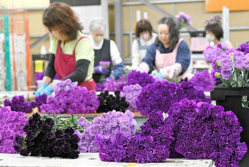 青い色素を持ったカーネーションを「母の日」のプレゼント用に花束にまとめていく作業。南米からの空輸で成田空港に届いた＝１日、芝山町