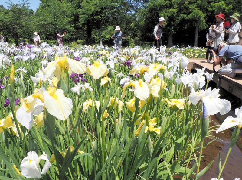 見頃を迎えた袖ケ浦公園のハナショウブ＝５日、袖ケ浦市