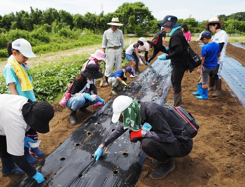 枝豆の収穫を楽しみにしながら畑に大豆を植え付ける親子＝木更津市
