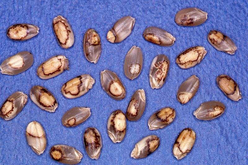 千葉県、斑点米カメムシ大量発生　２年連続で注意報発令　米の品質低下懸念