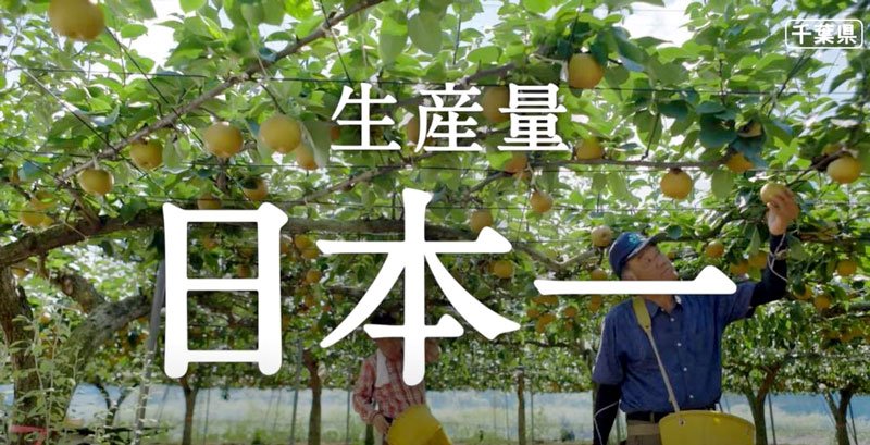 千葉県産の梨のＰＲ動画