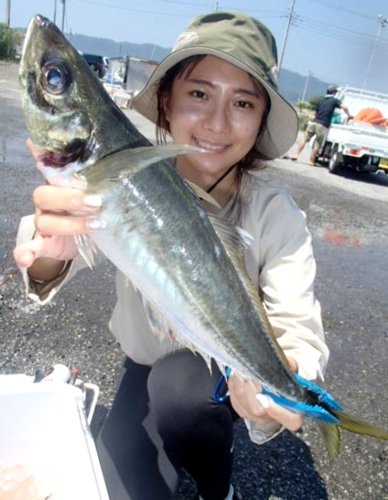 保田沖で釣り上げたアジ（写真は「村井丸」提供）