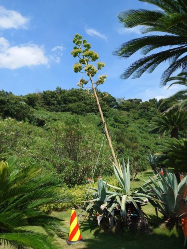 市原ＳＡ下り線で開花したリュウゼツラン＝２９日、市原市今富

