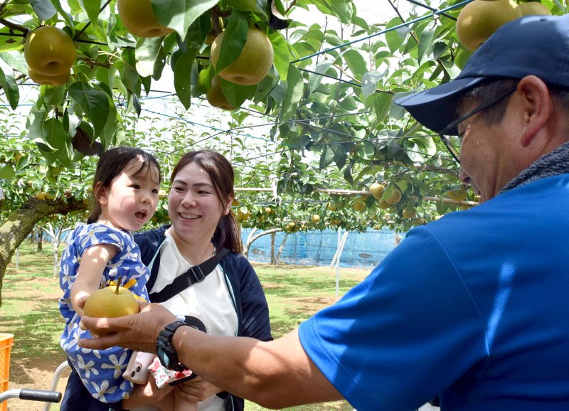 梨の収穫を体験する子どもたち＝２９日、船橋市大穴北